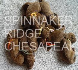 SPINNAKERCBRS