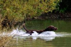 1_Autumn_water_retrieve_001-357x219
