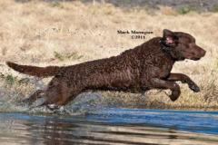 1_Marlin_1-10-12-411x242