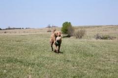 1_Outlaw_17_months_pic_3-313x236