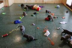 1_Puppy_play-509x307