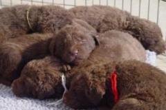 1_Shelby_08_3_weeks_pic_5-387x289-271x188