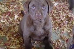 1_puppy_pic_2_08-268x208