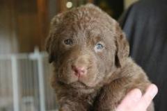 Bella-Marlin_3_weeks_pic_1-253x191