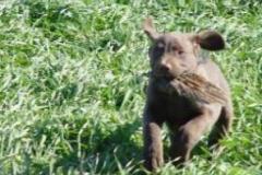 blk_pup_3-276x225-281x225-297x232