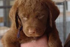 blue_face_6_weeks-245x232